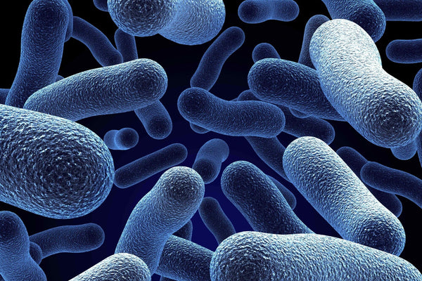 🦠 COMPLEXE DE PROBIOTIQUES (5 Milliards UFC)